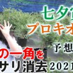 【競馬】七夕賞 プロキオンS 2021 予想(日曜メインの五稜郭Sはブログで）ヨーコヨソー