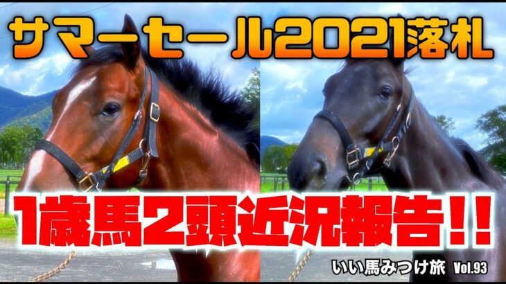 【競馬・馬主】サマーセール2021落札1歳馬2頭近況報告‼️（いい馬みつけ旅Vol.093）