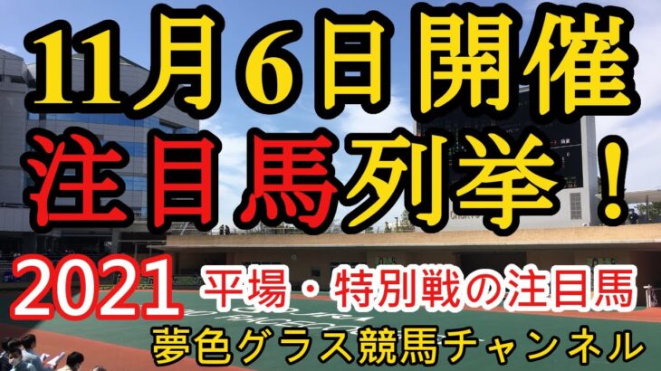 【注目馬列挙】2021年11月6日JRA平場特別戦！ピンかパーの馬も揃えて！