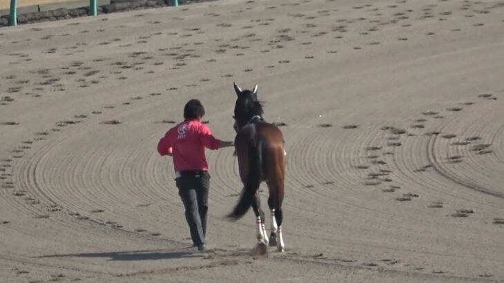 【カラ馬】 中山競馬場 第1R ステップ が放馬で少しパニックに 現地映像